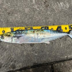 ショアジギング