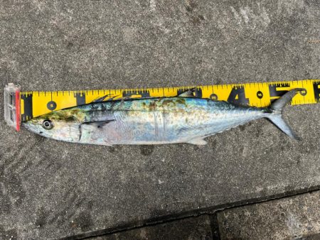 ショアジギング