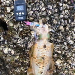 【みなべ〜田辺エリア】地磯歩き