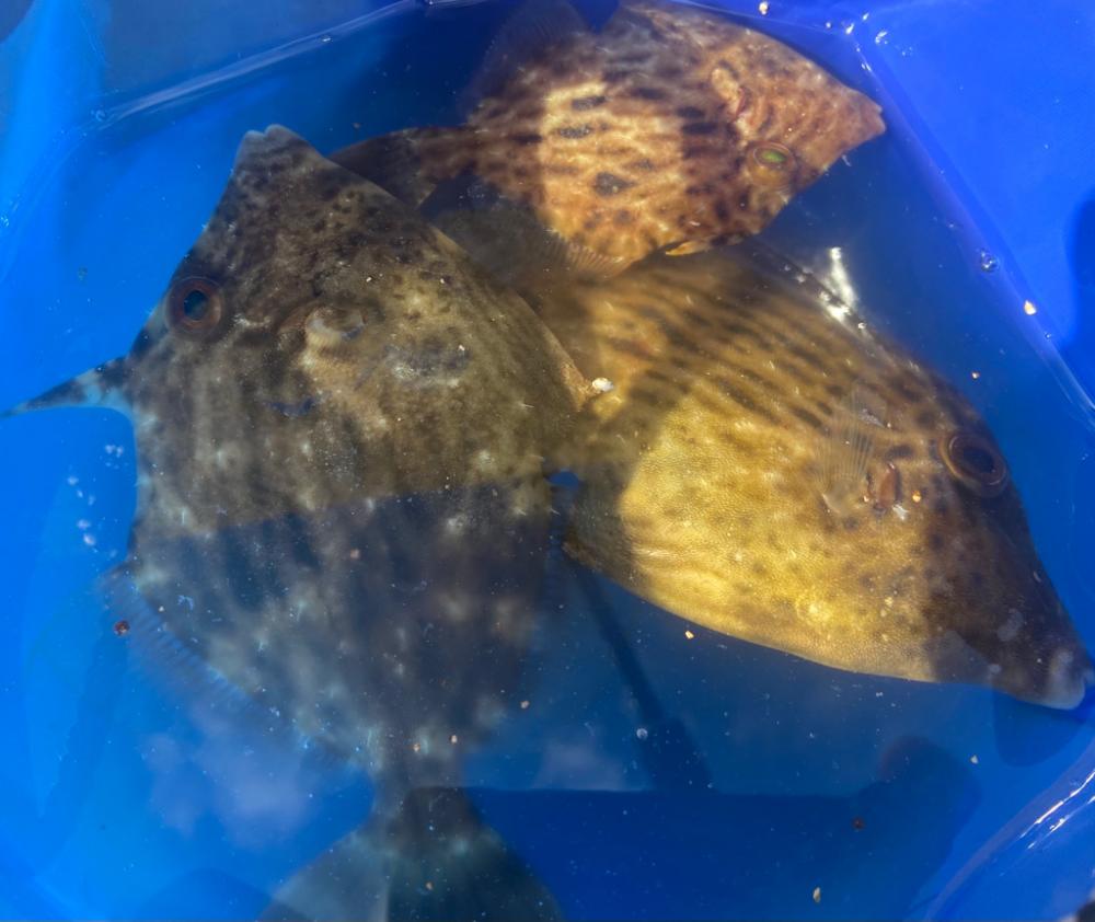 M:i:III ちょい投げシロギスタ