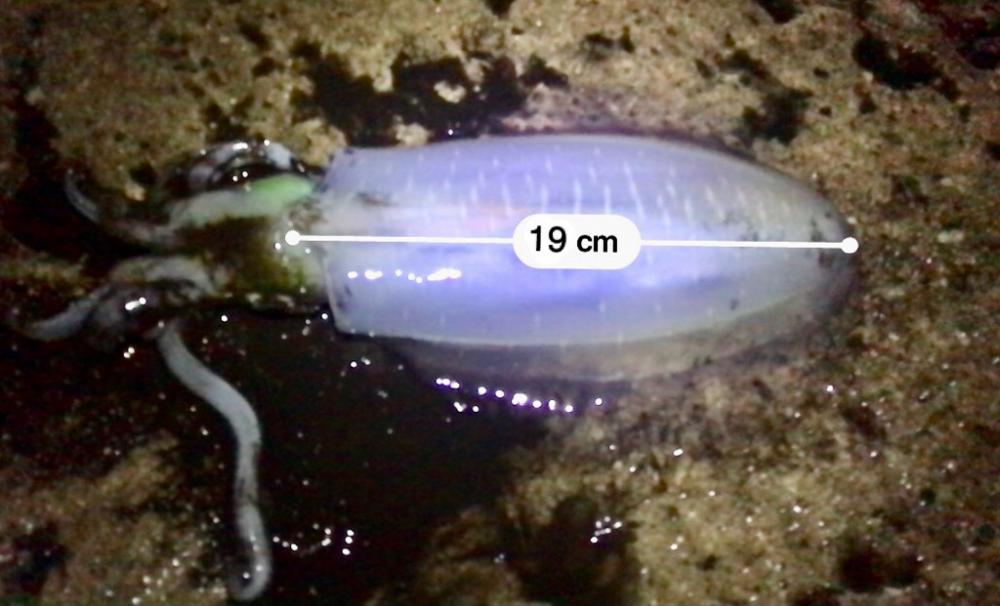 エギング・アジング