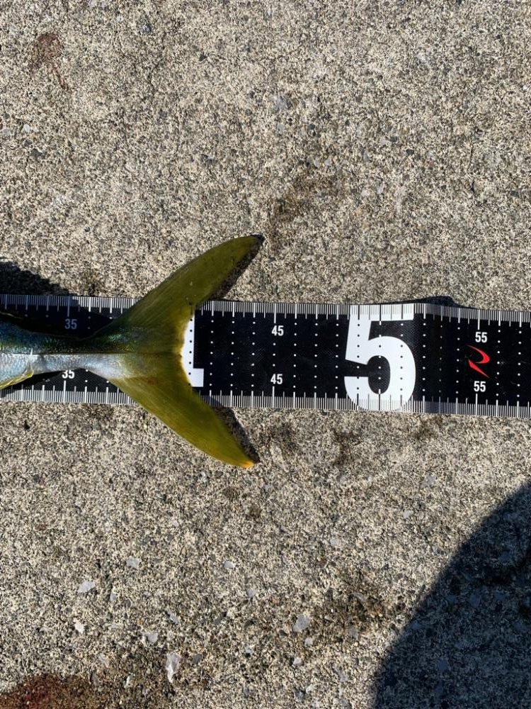 ショアジギング