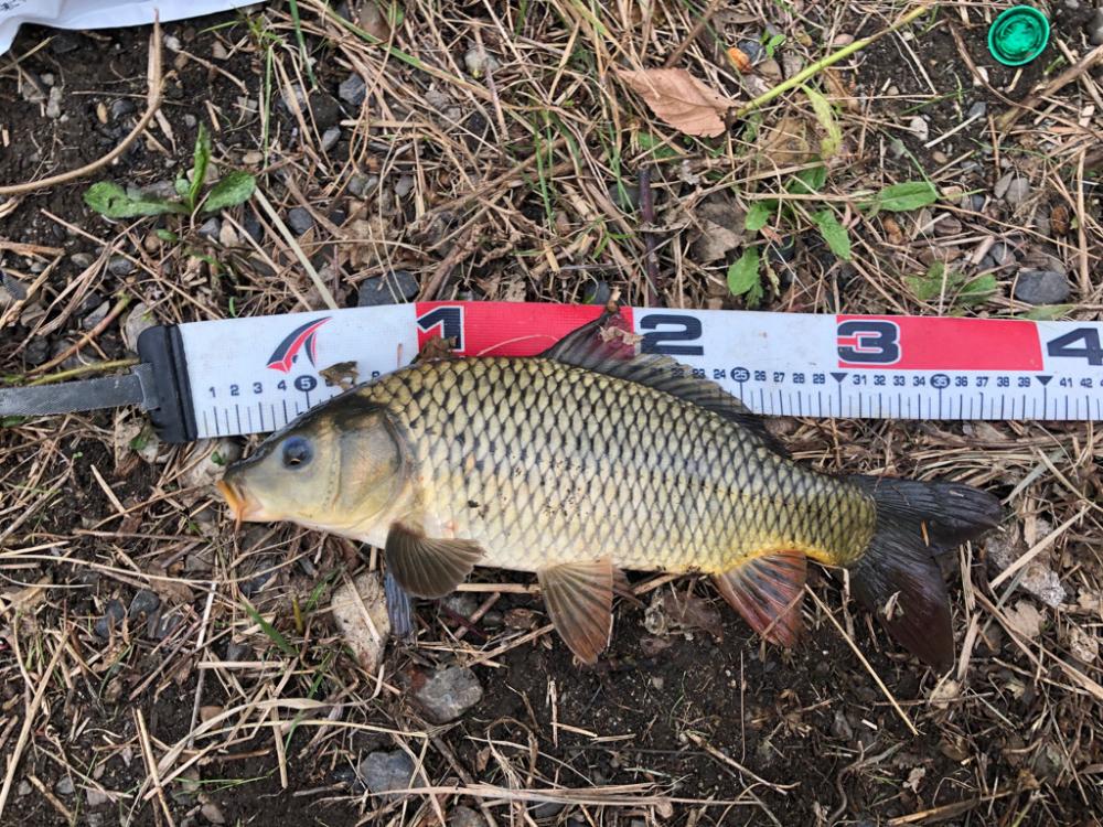 今日もナマズ釣り