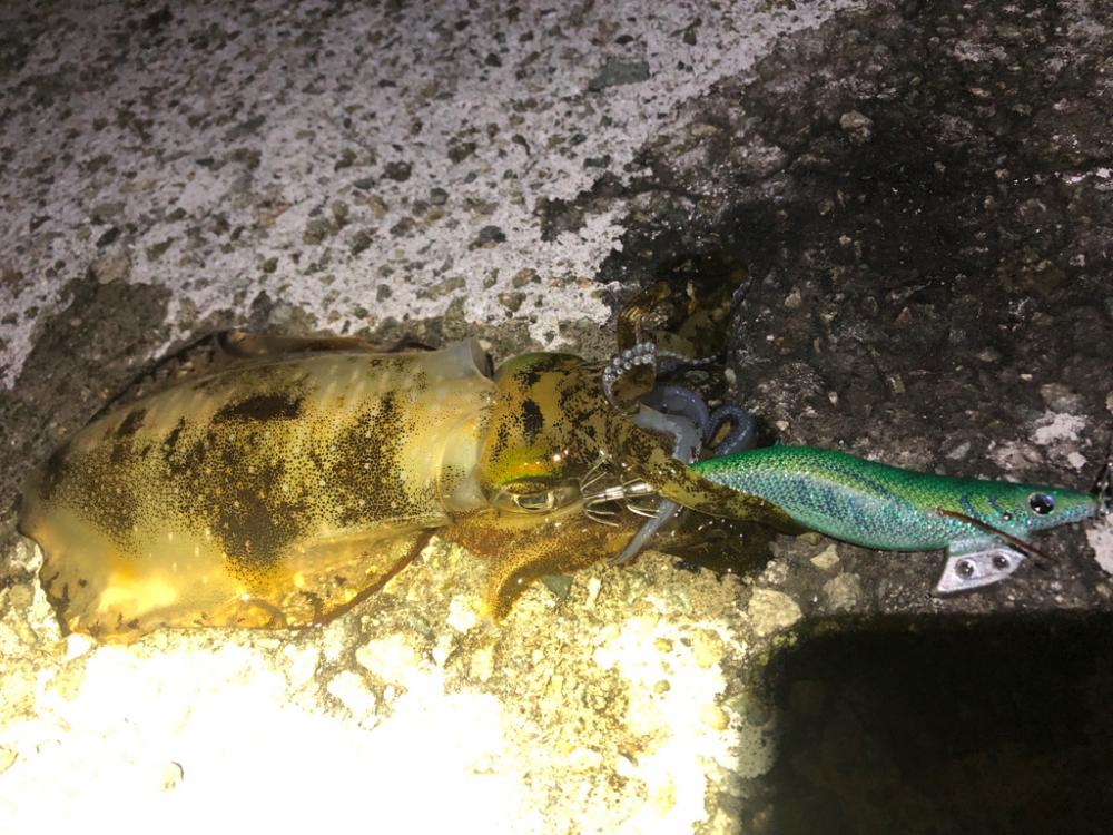 【淡路島】アオリイカ探し