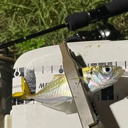 ジグ単de…アジング♪フィールド次第！