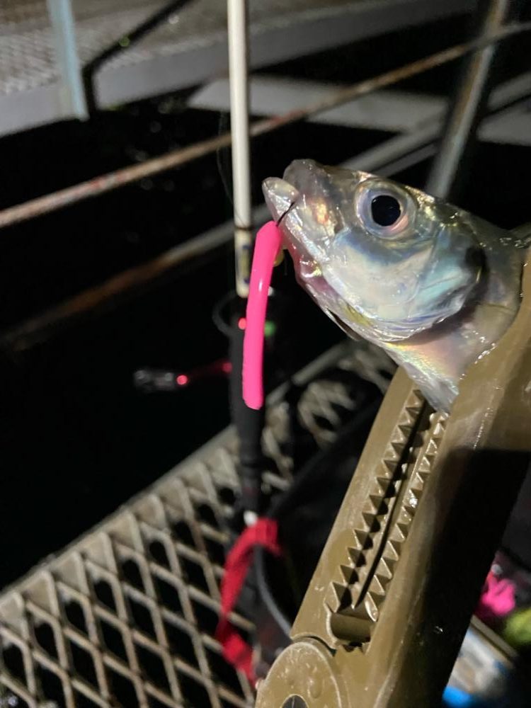 小島養魚場でアジング