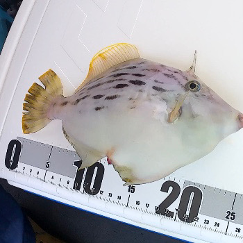 デカカワハギ祭り！