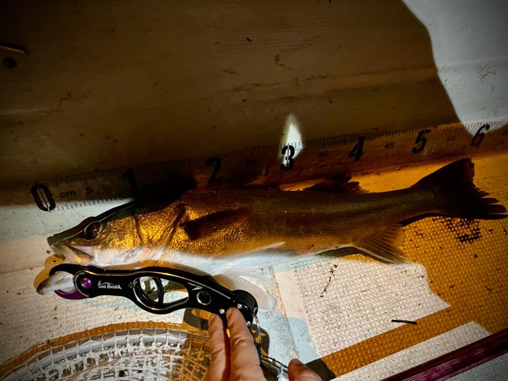 ボートシーバス