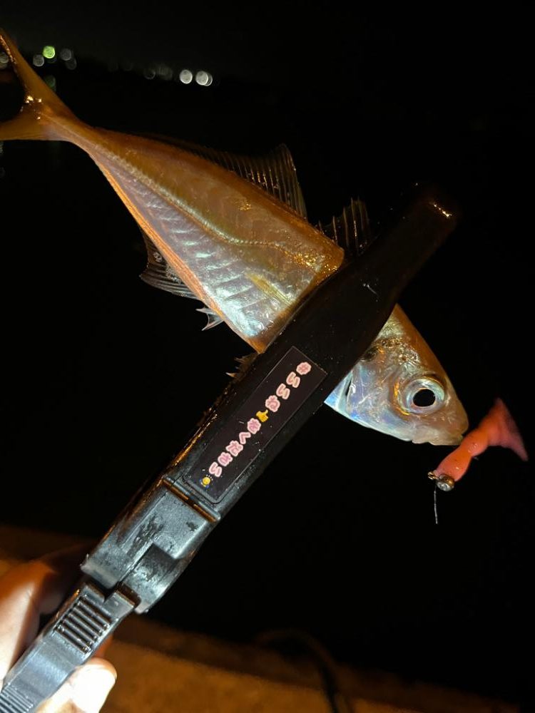 まだまだアジ釣れます✨