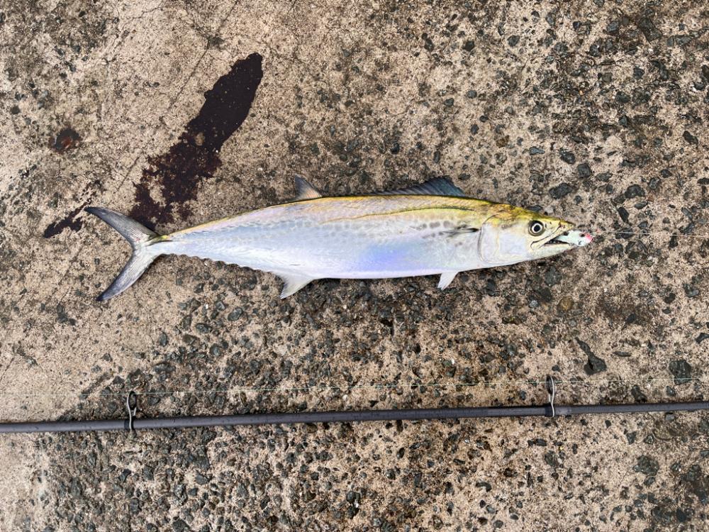 マイクロベイトパターン攻略できず