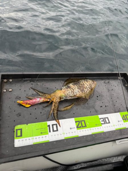 ティップラン&SLJ