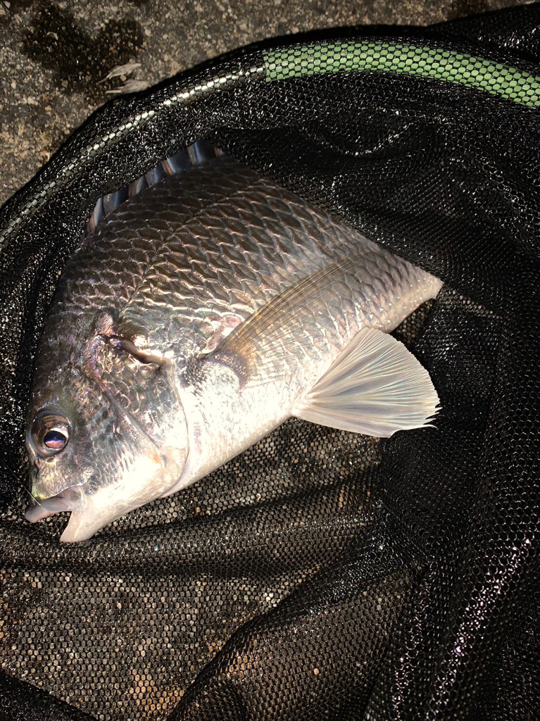 淀川のシーバス