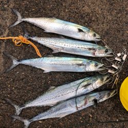 荒れた日でもサゴシ爆発