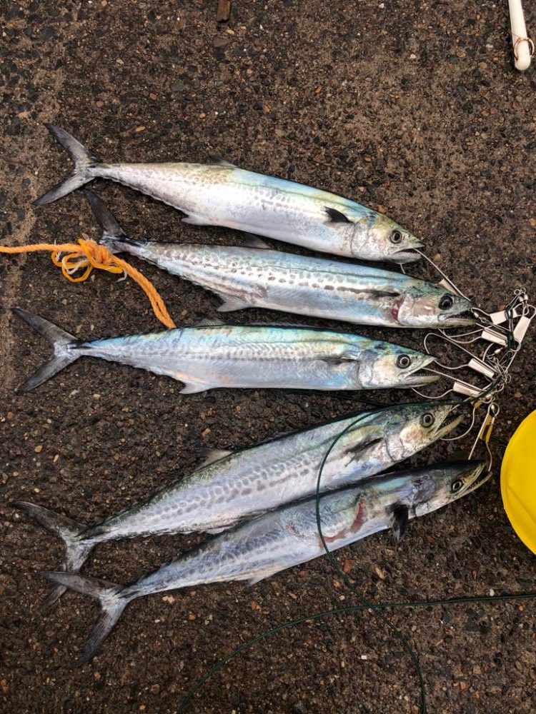 荒れた日でもサゴシ爆発