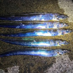 タチウオまだいけるか？？