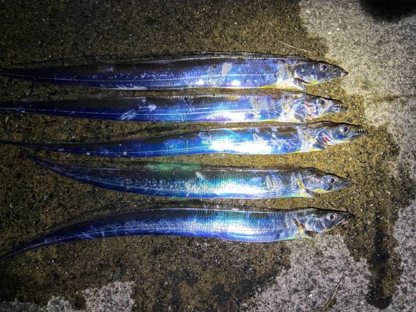 タチウオまだいけるか？？