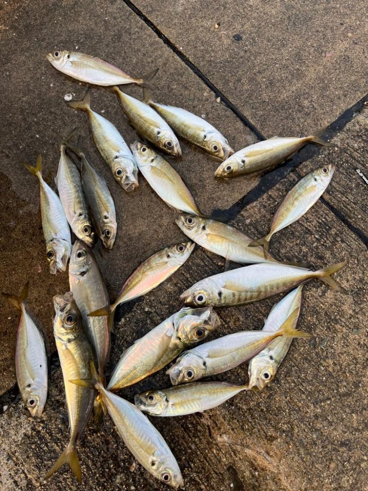 大アジやスズキが釣れました