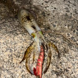 夕まずめエギング