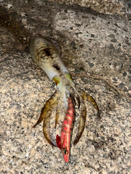 夕まずめエギング