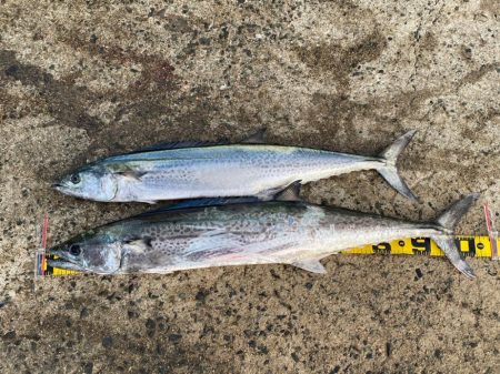 メーターサワラ