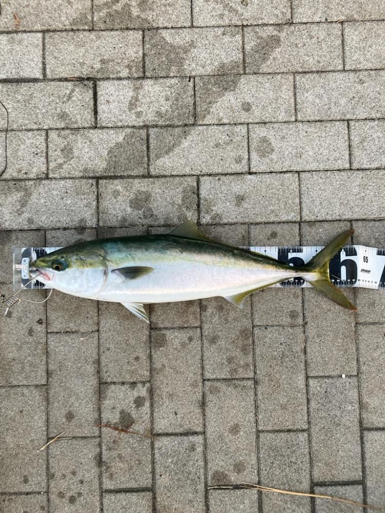 青牙不在。何とかギリメジロ1本。。