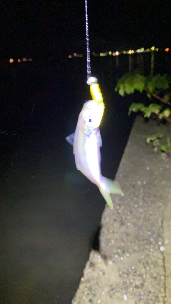 アジ、サゴシ、爆回