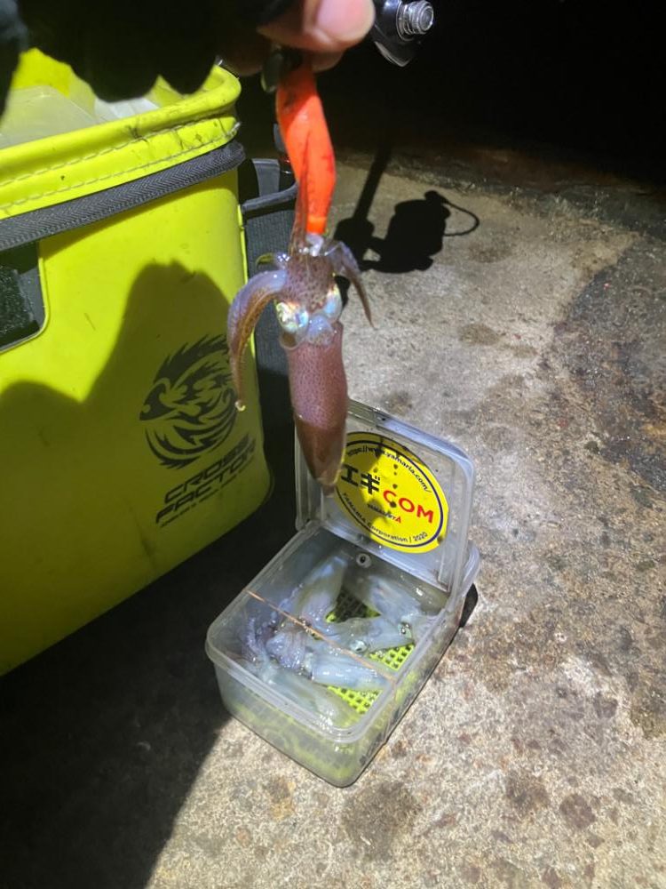 何時もの場所でヒイカ釣り(^.^)