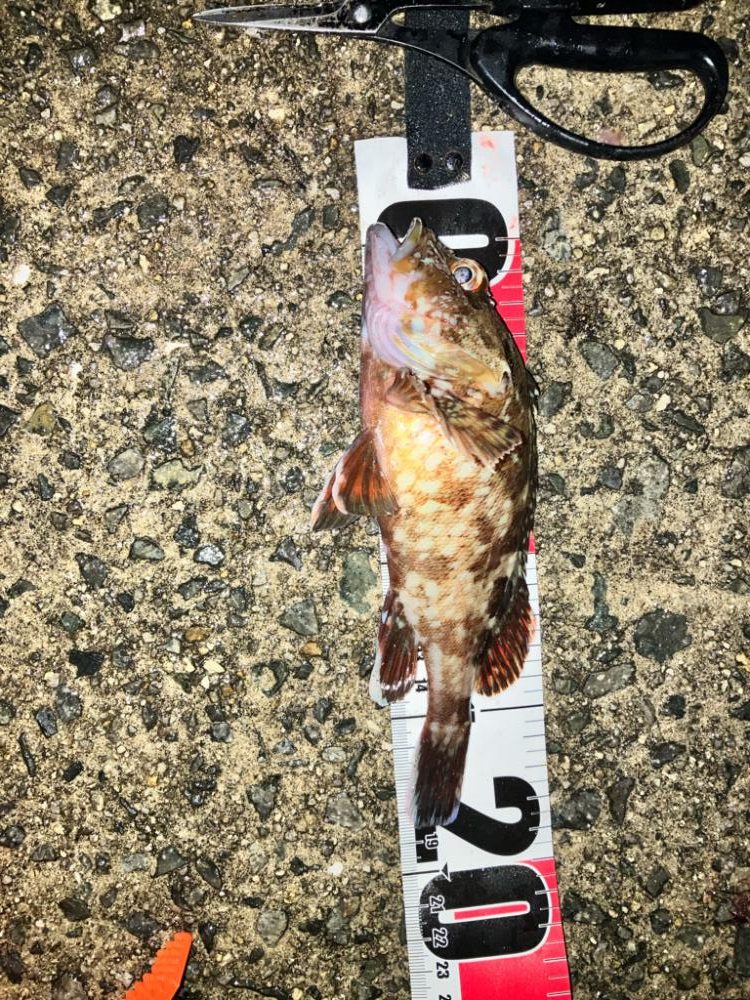 ボウズ逃れ➕イソメ🟰ガシラ