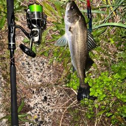 ブローウィン125fの日