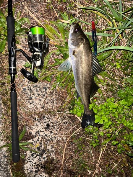 ブローウィン125fの日