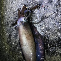 小ぶりほどスリリング