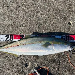 久しぶりのムコイチ