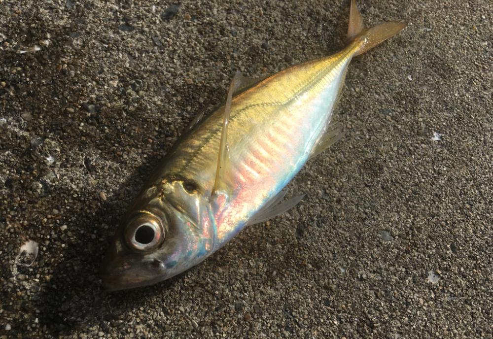 雰囲気だけはある