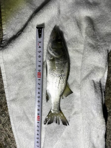 超初心者の釣り記録⭐︎