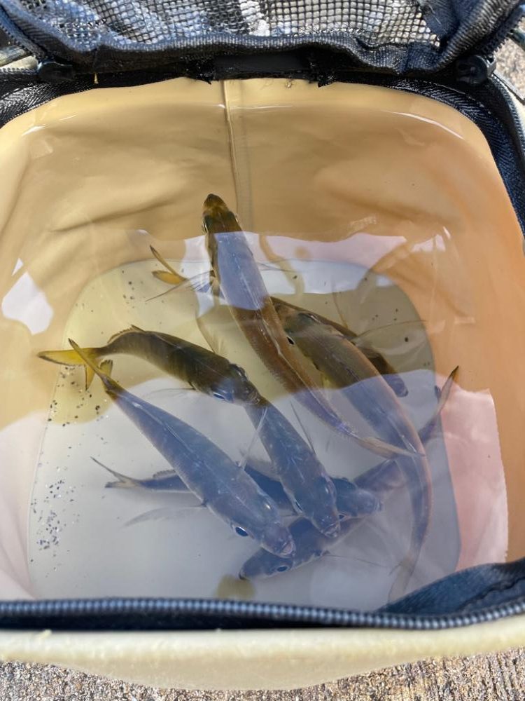 アジよく釣れてます