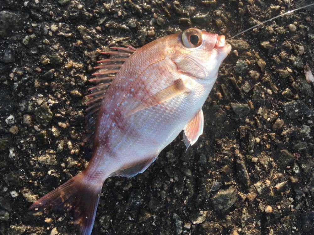 初めてのカゴ釣り