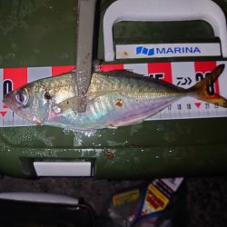 今季初アジ狙いのカゴ釣り🎣…