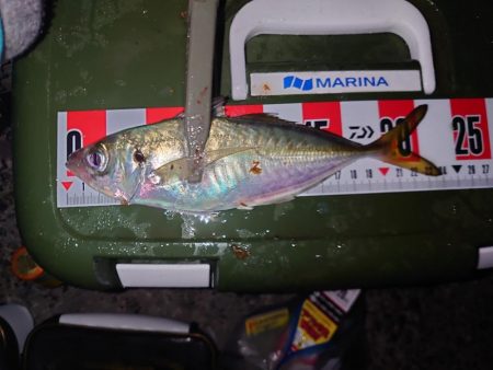 今季初アジ狙いのカゴ釣り🎣…