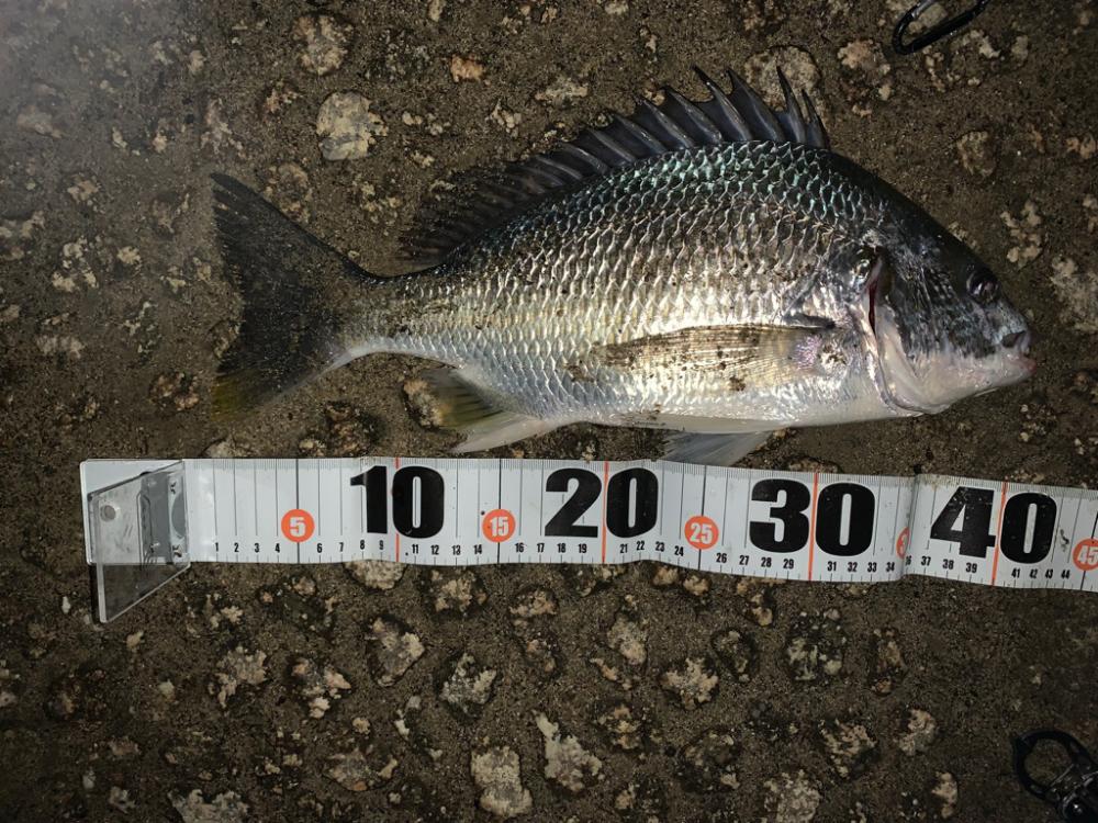 朝マヅメキビレ