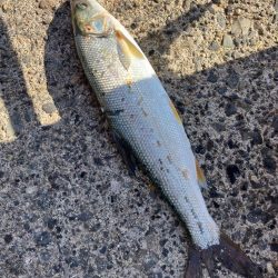 サヨリが釣れた！