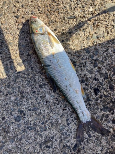 サヨリが釣れた！