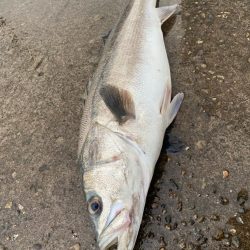 90オーバーのシーバス