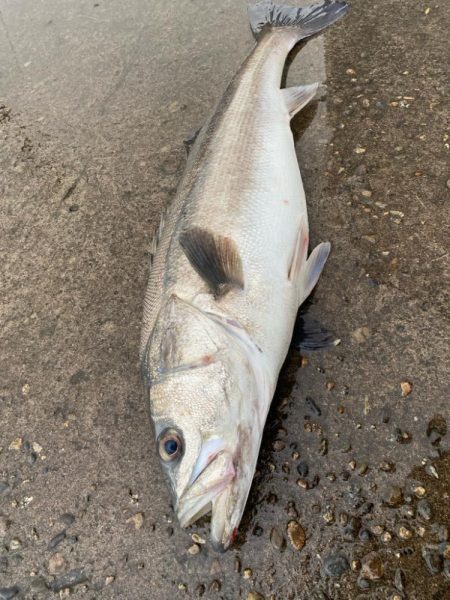 90オーバーのシーバス