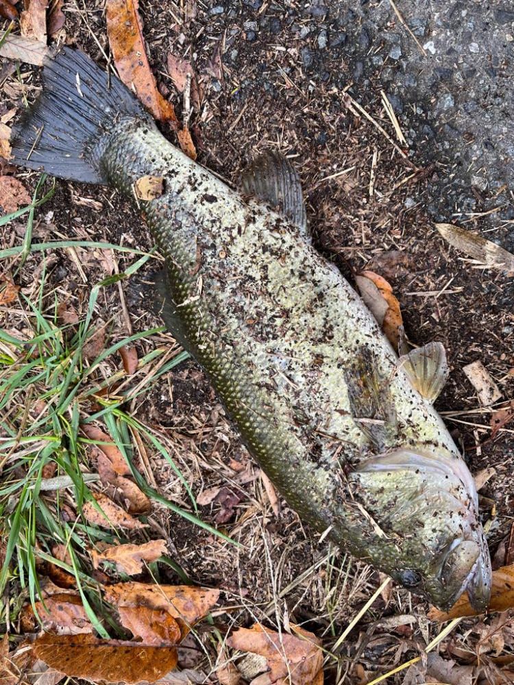 メタルバイブ炸裂