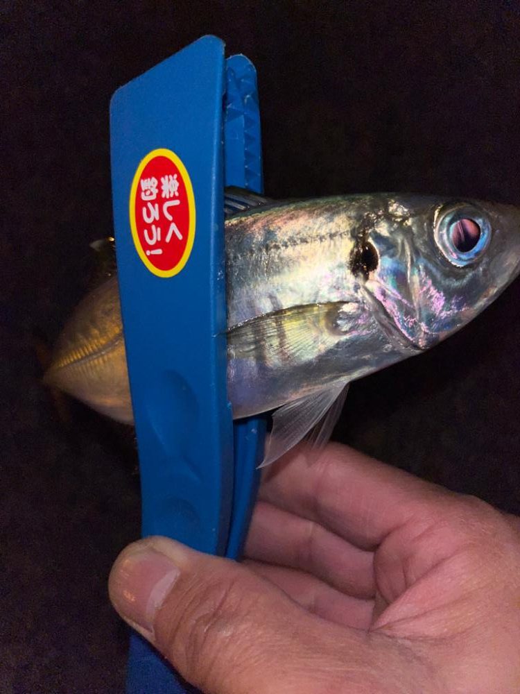 中アジ求めて‥