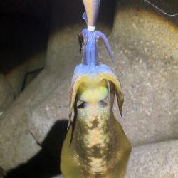 アオリ🦑 大分渋くなってきた(><)