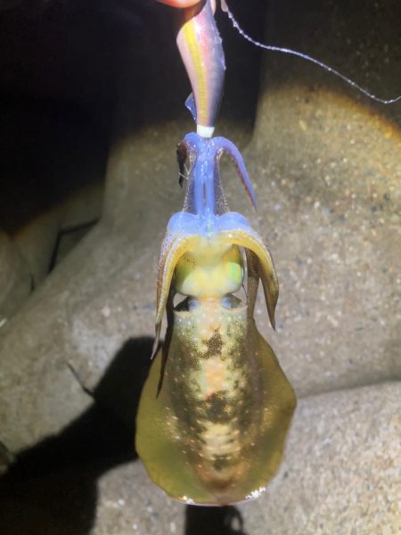 アオリ🦑 大分渋くなってきた(><)