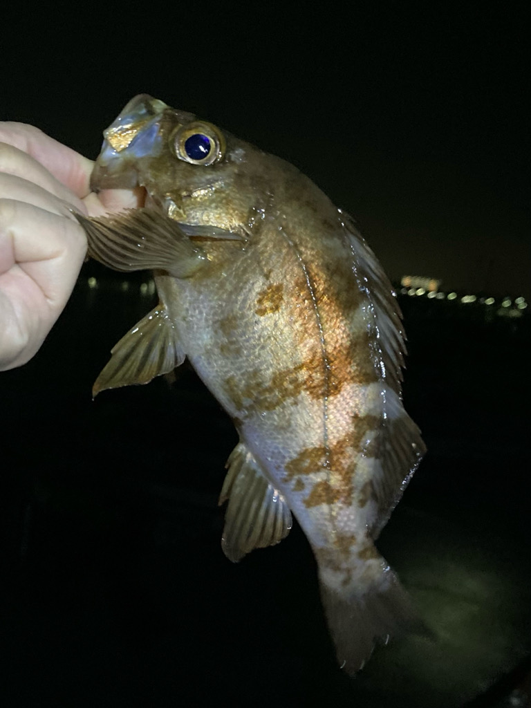 秋のライトゲーム