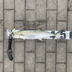 湾奥コスモにイルカ。何とか青牙1本。。