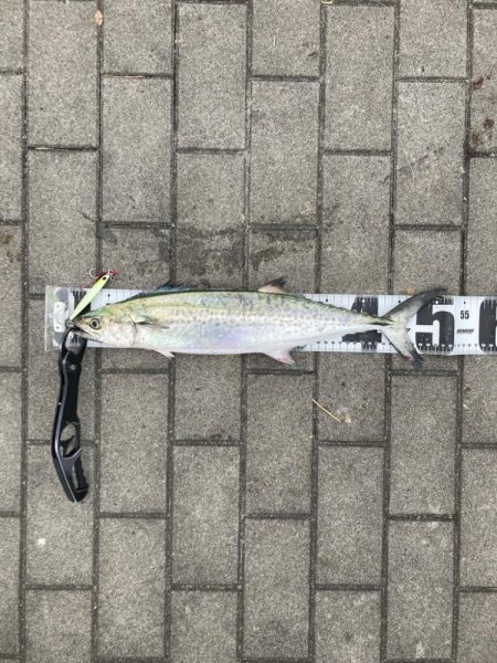 湾奥コスモにイルカ。何とか青牙1本。。